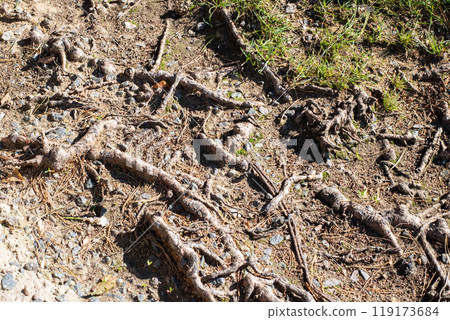 A large collection of tree roots is sprawling across the ground 119173684