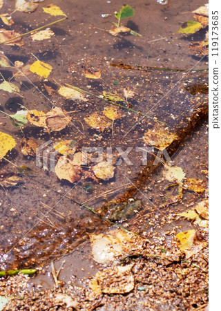 A small puddle of water has various leaves gently floating on top of it 119173685
