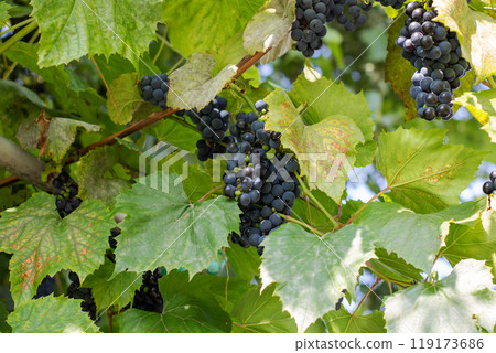 A cluster of plump and juicy blue grapes is hanging from a vine 119173686