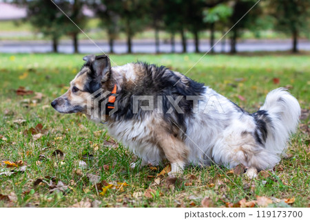 A dog wearing an orange collar is sitting comfortably in the grass A dog wearing an orange collar is sitting comfortably in the grass 119173700