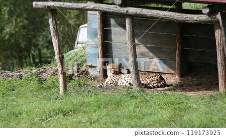 cheetah in a park cheetah in a park 119173925