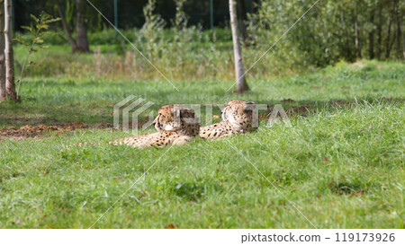 cheetah in a park cheetah in a park 119173926