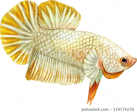 yellow betta siamese wild bettas watercolor painting hand-drawn illustration yellow betta siamese wild bettas watercolor painting hand-drawn illustration 119174278