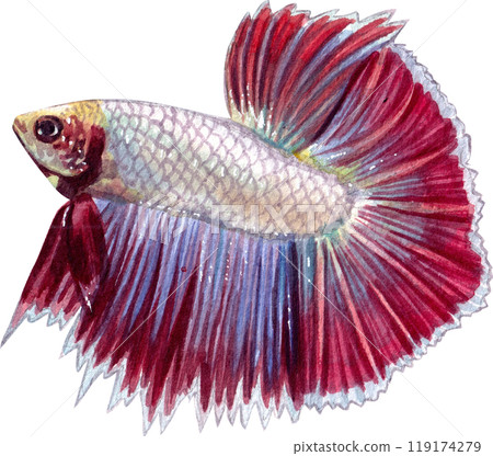 siamese wild bettas watercolor painting hand-drawn illustration 119174279