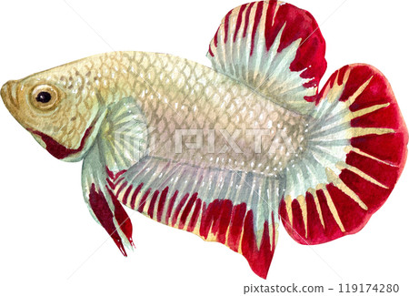 siamese wild bettas watercolor painting hand-drawn illustration 119174280