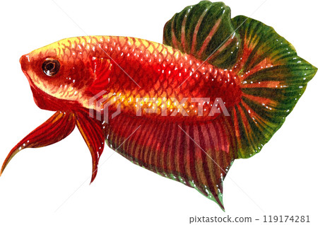 red betta siamese wild bettas watercolor painting hand-drawn illustration 119174281