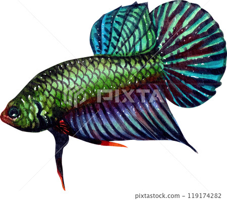 betta smaragdina siamese wild bettas watercolor painting hand-drawn illustration betta smaragdina siamese wild bettas watercolor painting hand-drawn illustration 119174282