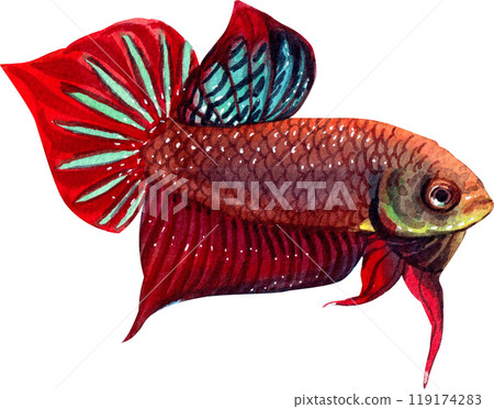betta splendens siamese wild bettas watercolor painting hand-drawn illustration 119174283