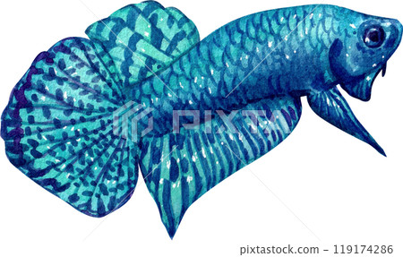 betta mahachaiensis siamese wild bettas watercolor painting hand-drawn illustration 119174286