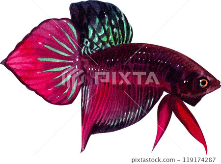 betta splendens siamese wild bettas watercolor painting hand-drawn illustration 119174287