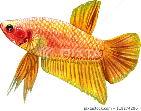 yellow betta siamese wild bettas watercolor painting hand-drawn illustration yellow betta siamese wild bettas watercolor painting hand-drawn illustration 119174290