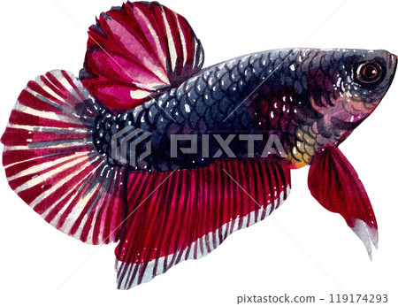 black and red betta siamese wild bettas watercolor painting hand-drawn illustration 119174293