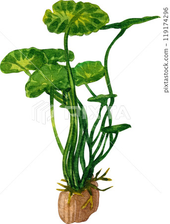 anubias aquarium plants watercolor painting hand-drawn illustration 119174296