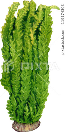 java fern aquarium plants watercolor painting hand-drawn illustration java fern aquarium plants watercolor painting hand-drawn illustration 119174308