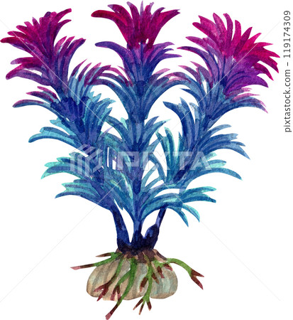 aquarium plants ammannia senegalensis watercolor painting hand-drawn illustration aquarium plants ammannia senegalensis watercolor painting hand-drawn illustration 119174309