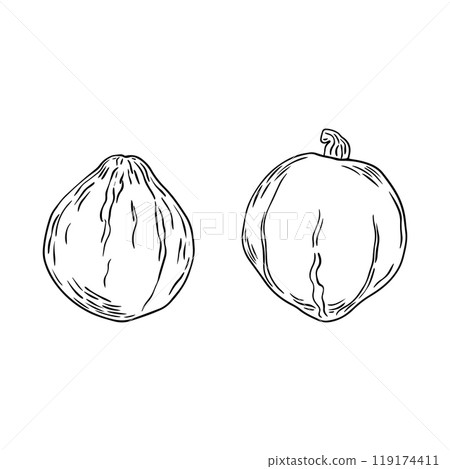 Hand Drawn pumpkin doodle. Sketch style icon. Decoration element. Isolated on white background. Flat design. Vector illustration. 119174411