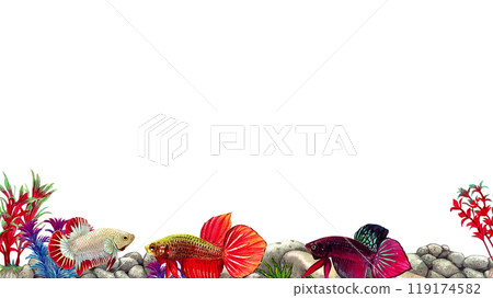 red betta siamese wild bettas horizontal frame watercolor painting hand-drawn illustration red betta siamese wild bettas horizontal frame watercolor painting hand-drawn illustration 119174582