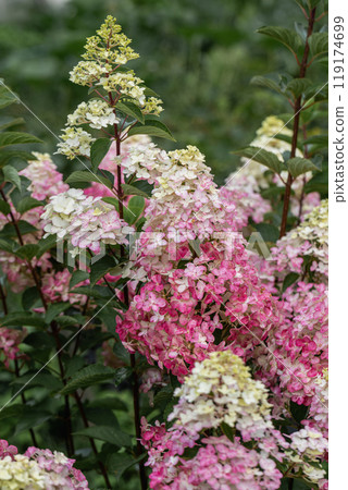 Hydrangea paniculata sort Fraise Melba hydrangea with pink flowers blooms in the garden in summer 119174699