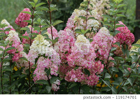Hydrangea paniculata sort Fraise Melba hydrangea with pink flowers blooms in the garden in summer 119174701