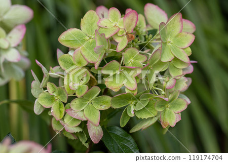 Beautiful flower of the paniculate hydrangea Metallica 119174704