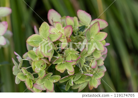 Beautiful flower of the paniculate hydrangea Metallica Beautiful flower of the paniculate hydrangea Metallica 119174705