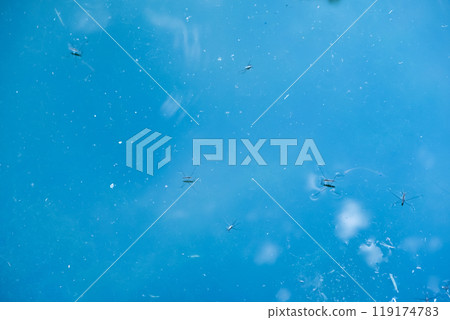 漂浮在池塘裡的水黽 漂浮在池塘裡的水黽 119174783