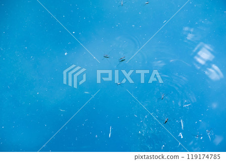 漂浮在池塘裡的水黽 119174785