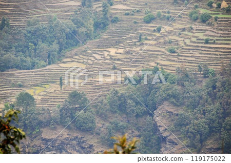 Nepal, Pokhara, Nodara Hills, rice terraces 119175022