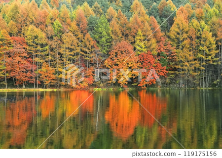 [長野縣] 三沙卡池的對稱秋葉 119175156