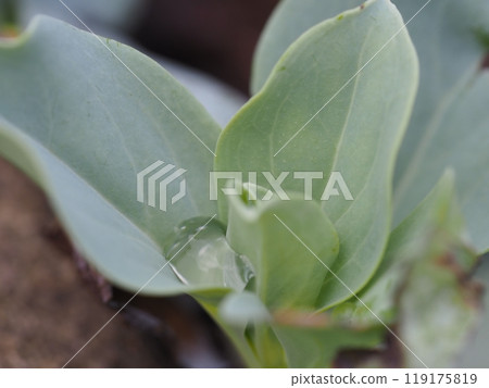 Leaf and water drops of Hamamatsukasa Leaf and water drops of Hamamatsukasa 119175819