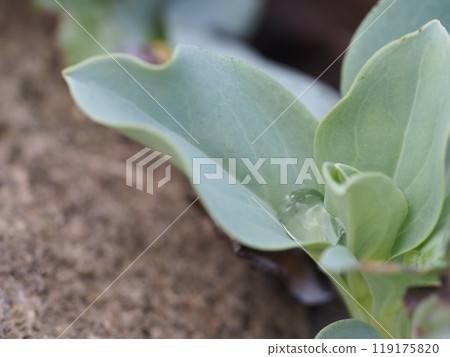 Leaf and water drops of Hamamatsukasa 119175820