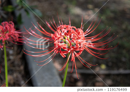 紅甲蟲 119176499