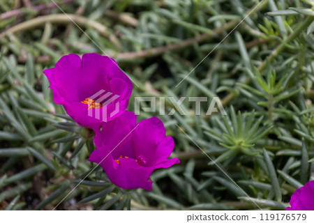 粉紅色的松牡丹花 119176579