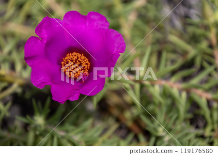 粉紅色的松牡丹花 119176580