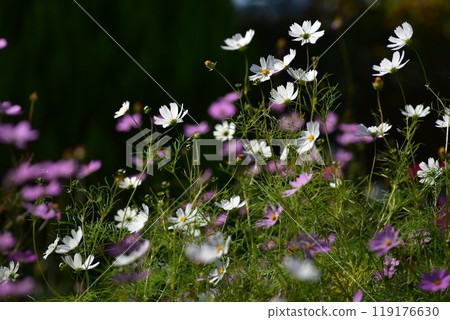 Cosmos blooms beautifully 119176630