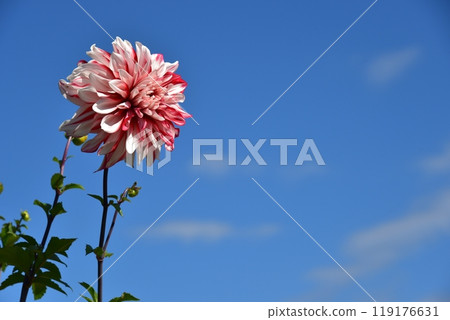 Dahlia flowers bloom in the autumn sky 119176631