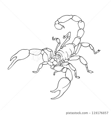 Скорпион линейный рисунок, векторное изображение. Маленькое ядовитое существо. Для печати гороскопов, календарей, логотипов. Для создания татуировок и гравюр, дизайна сайтов. Из коллекции гороскопов. Скорпион линейный рисунок, векторное изображение. Маленькое ядовитое существо. Для печати гороскопов, календарей, логотипов. Для создания татуировок и гравюр, дизайна сайтов. Из коллекции гороскопов. 119176857