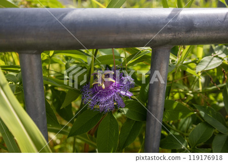 紫菜花 紫菜花 119176918