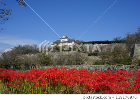 岡山縣津山市賞櫻百選之一的鶴山公園（鶴山城）：孤挺花盛開的景色 119176976
