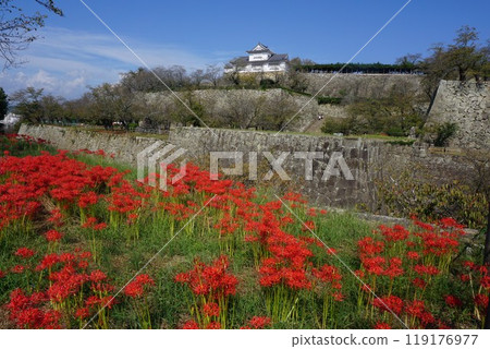 "Kakuyama Park (Tsuyama Castle ruins)" in Tsuyama City, Okayama Prefecture, one of the 100 best cherry blossom viewing spots: a landscape of blooming red spider lilies 119176977