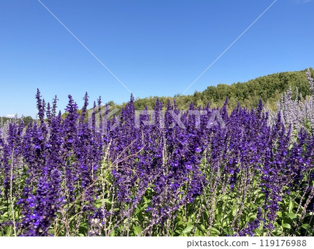 lavender 119176988