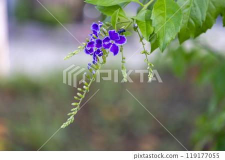 Duranta, a purple drooping flower 119177055