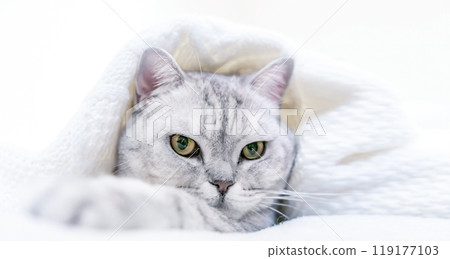 Cat Blanket Bed Cozy - A silver tabby cat peeks out from under a white blanket, seemingly comfortable and relaxed in a cozy bed. 119177103