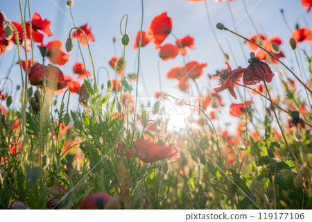 Red Poppies Blooming in a Field Under a Sunny Sky Red Poppies Blooming in a Field Under a Sunny Sky 119177106