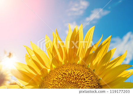 Half of a sunflower flower against a blue sky. The sun shines through the yellow petals. Agricultural cultivation of sunflower for cooking oil. 119177203