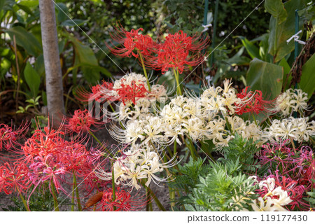 Red and white hegumana 119177430