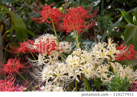 Red and white hegumana Red and white hegumana 119177431