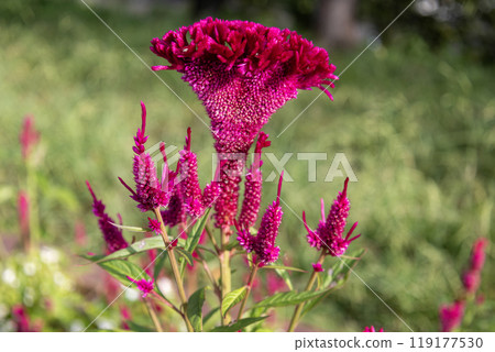 Red Keito Flower 119177530