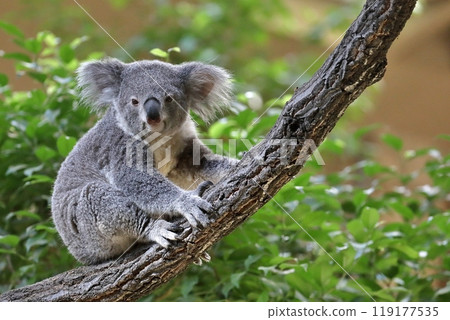 一隻小無尾熊從樹上往外看 一隻小無尾熊從樹上往外看 119177535