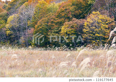 Autumn leaves at the end of swaying silver grass Autumn leaves at the end of swaying silver grass 119177645